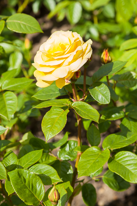 Flowers (16)